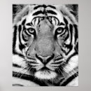 Recherche de tigre blanc noir posters Faune