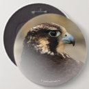 Recherche de fauconnerie badges Oiseau de proie