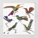 Zoek naar kolibrie uitnodigingen Colibri