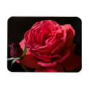Recherche de rose rouge magnets S'est levé