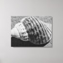 Recherche de coquillages de art Monochrome
