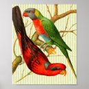 Recherche de oiseaux tropicaux posters Rouge