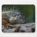 Recherche de lézard tapis souris Iguana
