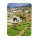 Recherche de riz magnets Chine