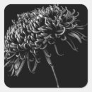 Recherche de chrysanthème autocollants Botanique