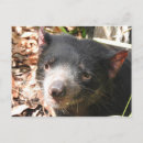 Recherche de diable tasmanien cartes postales Savane