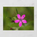 Recherche de roses sauvages cartes postales Fleur sauvage