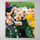 Zoek naar narcissen posters Geel