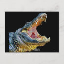 Recherche de salutations floride cartes postales Reptile