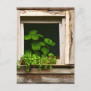 Recherche de bois patiné cartes postales Blanc