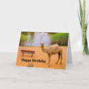 Recherche de chameau anniversaire cartes Dromadaire