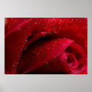 Recherche de rose macro posters Fleur