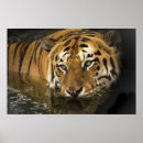 Recherche de jungle de safari posters Peinture murale