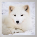 Zoek naar vos sneeuw posters Wild
