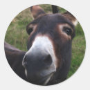 Recherche de mules autocollants Animaux