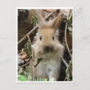 Recherche de kaninchen Lapin