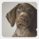 Recherche de germanique autocollants Animaux