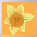 Zoek naar narcisse posters Daffodil