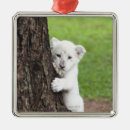 Recherche de petits animaux de lion Dehors