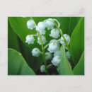 Recherche de muguet cartes postales Fleur