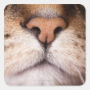 Recherche de personnes de chat autocollants Animal