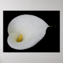 Recherche de arum art Lis