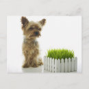 Zoek naar buren briefkaarten Hond