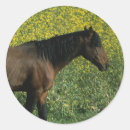 Recherche de cheval sauvage mustang autocollants Équestre