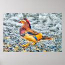 Recherche de mandarine posters Faune