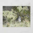 Recherche de moineaux cartes postales Oiseau