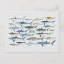Recherche de faune marine cartes postales Mer