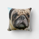 Recherche de photographie de carlin coussins Chien
