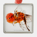 Zoek naar goudvis ornamenten Zeewier