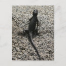 Recherche de photo de lézard cartes postales Animal