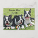 Recherche de terriers invitations Animaux de compagnie