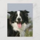 Recherche de pam cartes postales Collie frontière