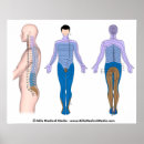 Recherche de vertèbres thoraciques posters Cervical