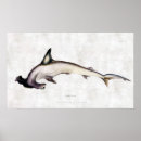 Recherche de requin marteau posters Illustration