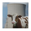 Recherche de vache brune carreaux Ferme