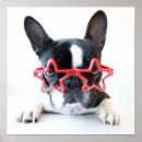 Recherche de taureau photographie Bulldog français
