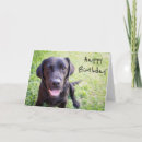Zoek naar black labrador kaarten Retriever