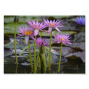 Recherche de protection de lis art Fleurs