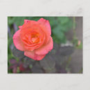 Recherche de plant cartes postales Jardin