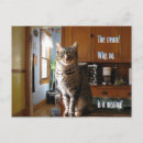 Zoek naar gekke katten briefkaarten Humor