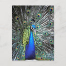 Zoek naar kleurrijke pauw briefkaarten Veer