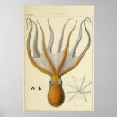 Recherche de kraken posters Dessin