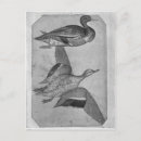 Recherche de pisanello cartes postales Canard