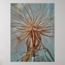 Zoek naar dandelion kunst Macro