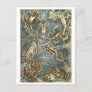 Recherche de grenouille vintage cartes postales Livre