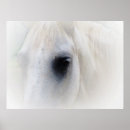 Recherche de oeil de cheval photographie Blanc